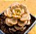 Graptosedum ''adria bubbaloo'' - Imagem 2