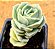 Graptoveria lovely rose - Imagem 4