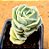 Graptoveria lovely rose - Imagem 1