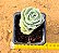 Graptoveria lovely rose - Imagem 3