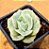 Graptoveria lovely rose - Imagem 1
