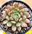 Graptoveria pink ruby / bashful - Imagem 3