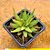 Haworthia fasciata - Imagem 2