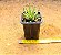 Haworthia fasciata - Imagem 5
