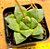 Haworthia cuspidata - Imagem 2
