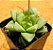 Haworthia cuspidata - Imagem 4