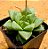 Haworthia cuspidata - Imagem 5