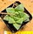 Haworthia cuspidata - Imagem 8