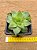 Haworthia cymbiformis - Imagem 1