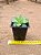 Haworthia cymbiformis - Imagem 2