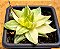 Haworthia cymbiformis variegata - Imagem 2