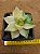 Haworthia cymbiformis variegata - Imagem 6