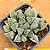 Haworthia korizato - Imagem 4
