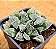 Haworthia korizato - Imagem 2