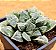 Haworthia korizato - Imagem 5