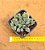 Haworthia korizato - Imagem 6