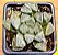 Haworthia korizato - Imagem 2