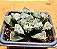 Haworthia korizato - Imagem 4