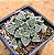 Haworthia korizato - Imagem 1