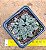 Haworthia korizato - Imagem 3