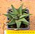 Haworthia limifolia - Imagem 1