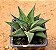 Haworthia limifolia - Imagem 2