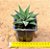 Haworthia limifolia - Imagem 3