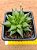 Haworthia marumiana var. batesiana - Imagem 5