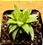Haworthia retusa var. turgida caepistosa - Imagem 2