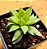 Haworthia retusa var. turgida caepistosa - Imagem 4