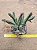 Huernia keniensis - Imagem 1
