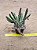 Huernia keniensis - Imagem 2