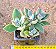 Kalanchoe tomentosa - Imagem 1