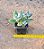 Kalanchoe tomentosa - Imagem 5