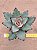 Kalanchoe tomentosa - Imagem 7