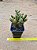Opuntia microdasys var. rufida minor - Imagem 1
