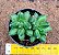 Pachyphytum compactum -  "Planta-diamante" - Imagem 3
