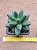Pachyphytum compactum - "Suculenta-diamante" / "Planta-diamante" - Imagem 7