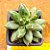 Pachyphytum compactum - "Suculenta-diamante" / "Planta-diamante" - Imagem 1