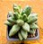 Pachyphytum compactum - "Suculenta-diamante" / "Planta-diamante" - Imagem 2