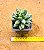 Pachyphytum compactum - "Suculenta-diamante" / "Planta-diamante" - Imagem 4