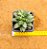 Pachyphytum compactum - "Suculenta-diamante" / "Planta-diamante" - Imagem 3