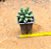 Pachyphytum compactum - "Suculenta-diamante" / "Planta-diamante" - Imagem 5