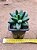 Pachyphytum compactum - "Suculenta-diamante" / "Planta-diamante" - Imagem 6
