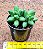 Pachyphytum compactum -  "Planta-diamante" - Imagem 2