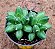 Pachyphytum compactum -  "Planta-diamante" - Imagem 1