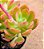 Pachysedum team set - Imagem 3