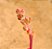 Pachysedum team set - Imagem 6