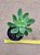 Pachysedum team set - Imagem 8