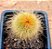 Parodia leninghausii - Imagem 1
